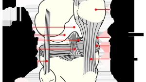 Groin and Hip Injuries in Football — The Most Persistent Problem in the Game