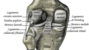ACL Injury Biomechanics — Why Certain Movements Cause Rupture and How to Prevent Them