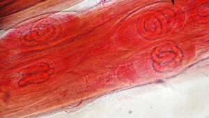 Laktat: Düşman mı, Yakıt mı? Metabolizmanın Yanlış Anlaşılan Molekülü