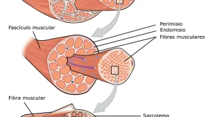 Tendon Biyomekaniği: Yay Gibi Çalışan Doku