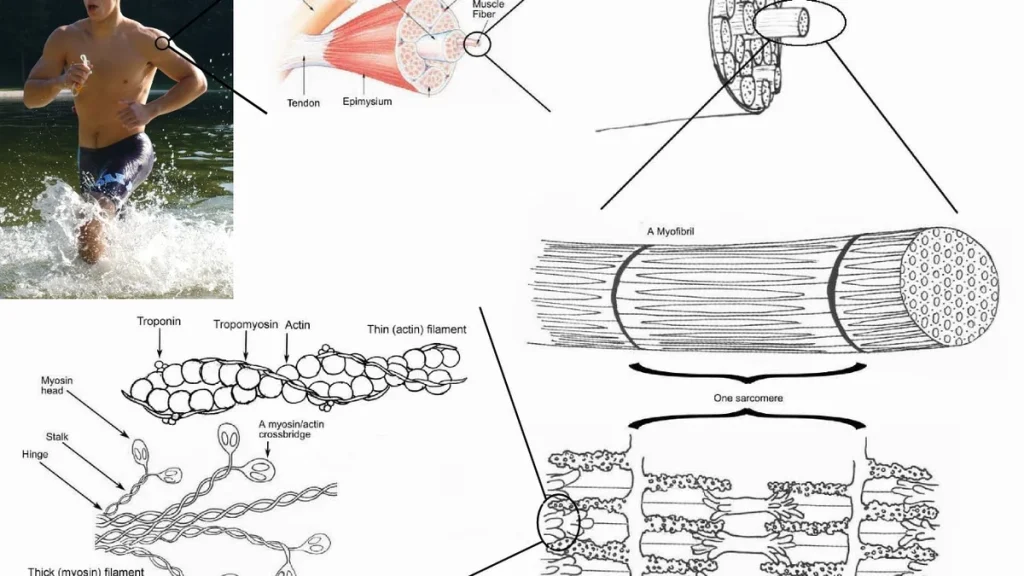 Omuz Stabilitesi: Rotator Cuff ve Skapular Kontrol