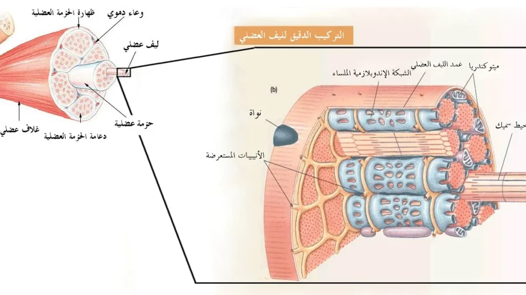 Injury Prevention Through Load Management: The ACWR Model