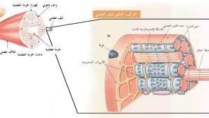Injury Prevention Through Load Management: The ACWR Model
