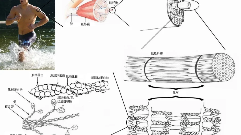 Hamstring Injuries: Why They Keep Coming Back