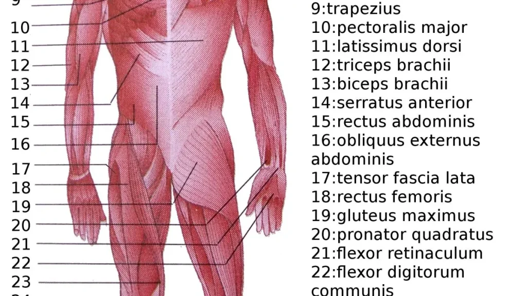 Tendon Health and Training: Load Is the Medicine