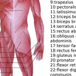 Tendon Health and Training: Load Is the Medicine