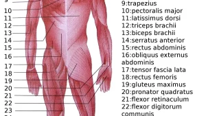 Tendon Health and Training: Load Is the Medicine