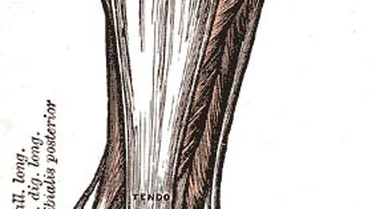 Tendon Adaptation — How Training Transforms Your Body’s Springs
