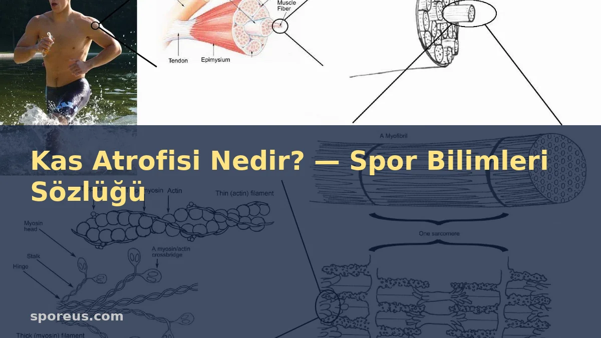 Kas Atrofisi Nedir? — Spor Bilimleri Sözlüğü